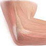 Elbow Anatomy