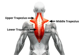 Lower Trapezius Transfer