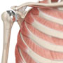 Shoulder Joint Replacement